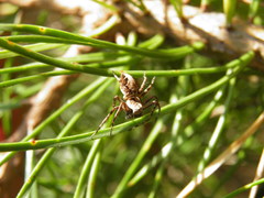 Oxyopes ramosus