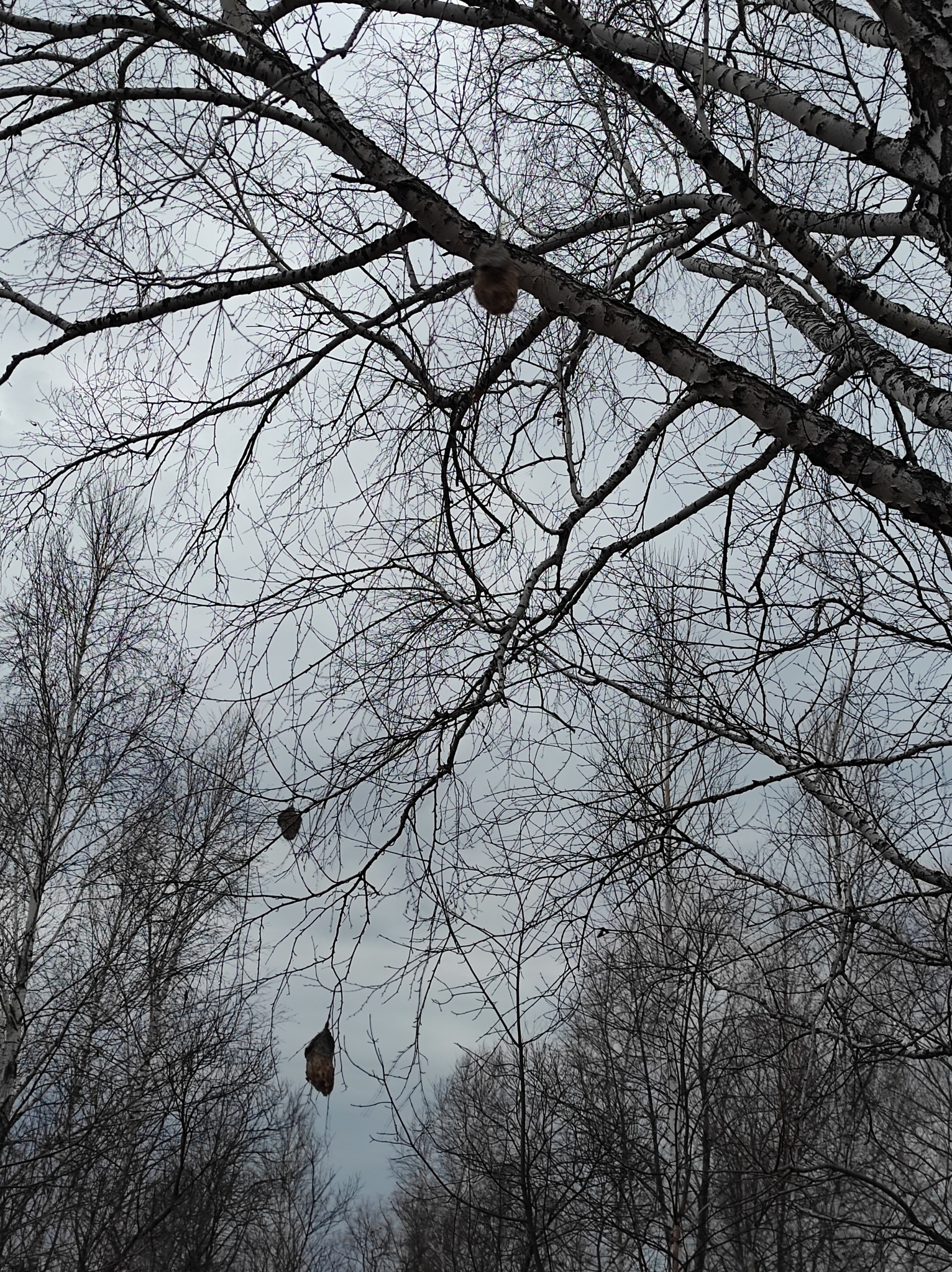 Eurasian Penduline Tit