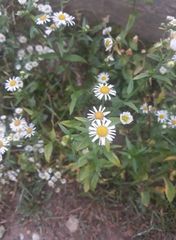 Erigeron annuus