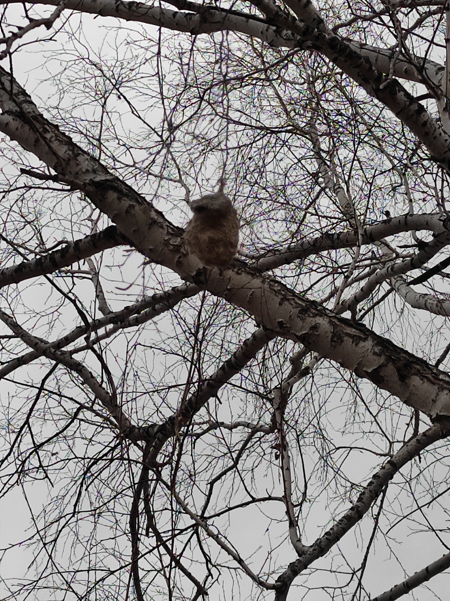 Eurasian Penduline Tit