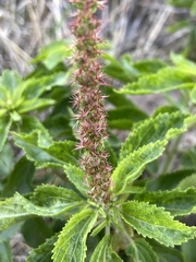 Acalypha communis