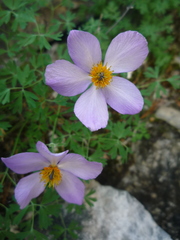 Paraquilegia microphylla