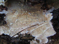 Dacryobolus karstenii