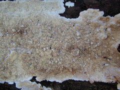 Dacryobolus karstenii