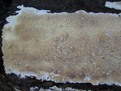 Dacryobolus karstenii