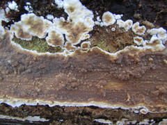 Dacryobolus karstenii