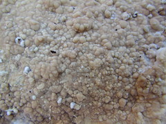 Dacryobolus karstenii