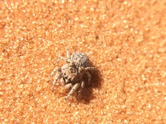 Habronattus amicus