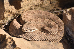 Bothrops ammodytoides