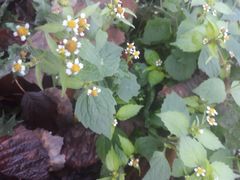 Galinsoga quadriradiata