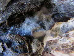 Trechispora mollusca