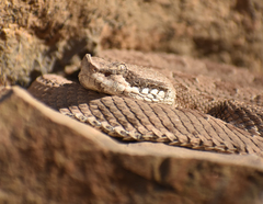 Bothrops ammodytoides
