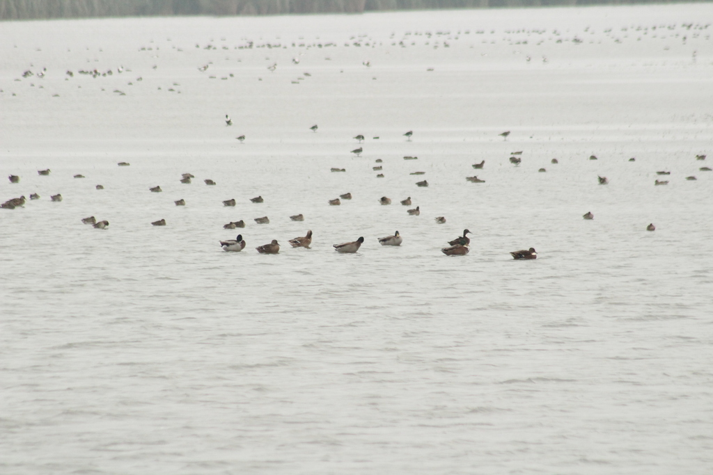 청둥오리 from 9133 Anjum, Netherlands on 2020년 09월 30일... by Michael Bakker Paiva · iNaturalist 청둥오리 (Anas platyrhynchos)