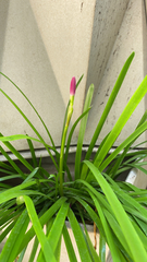 Zephyranthes carinata