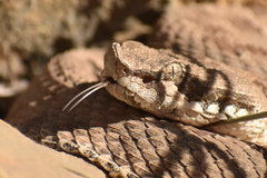 Bothrops ammodytoides