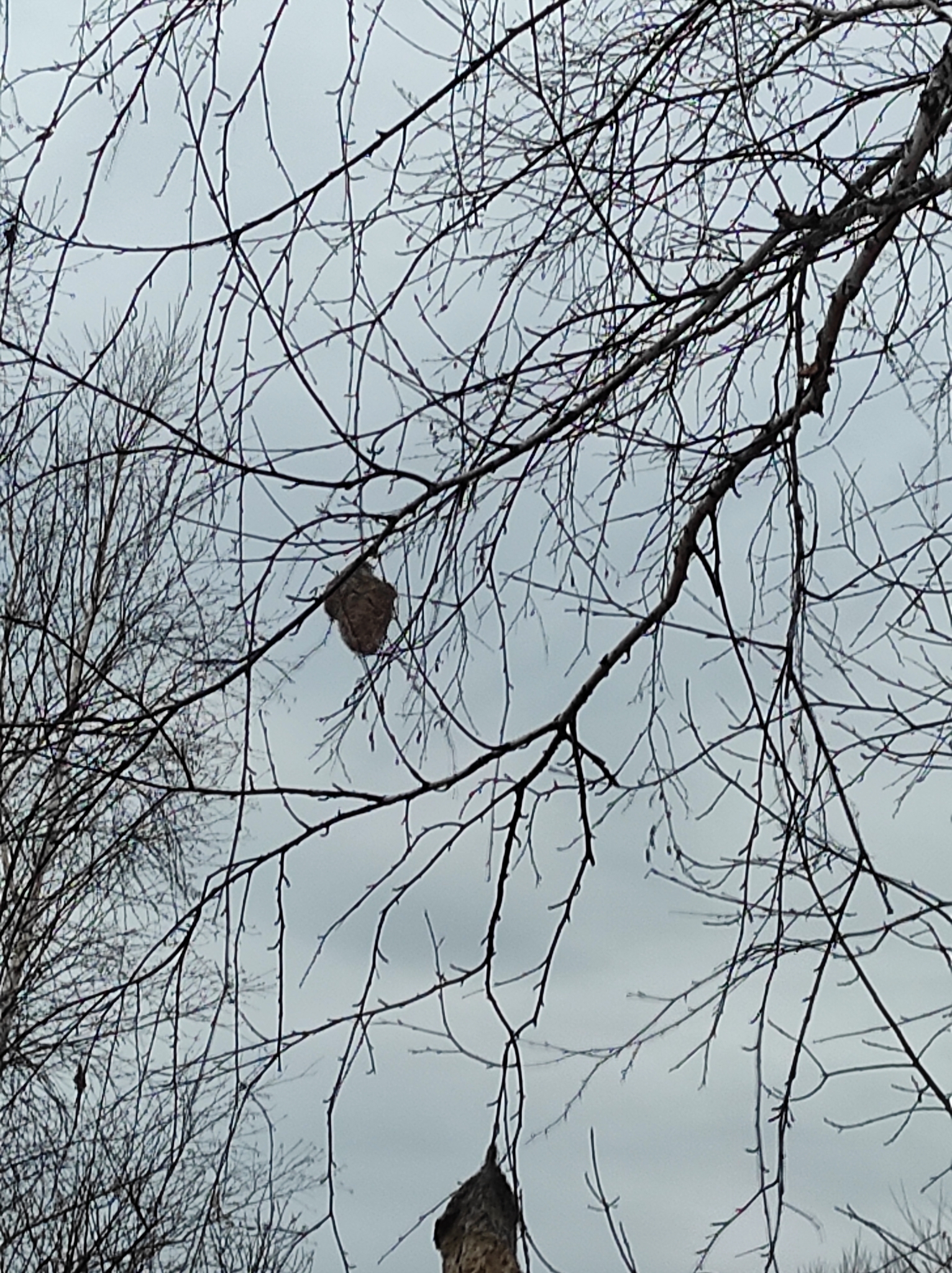 Eurasian Penduline Tit