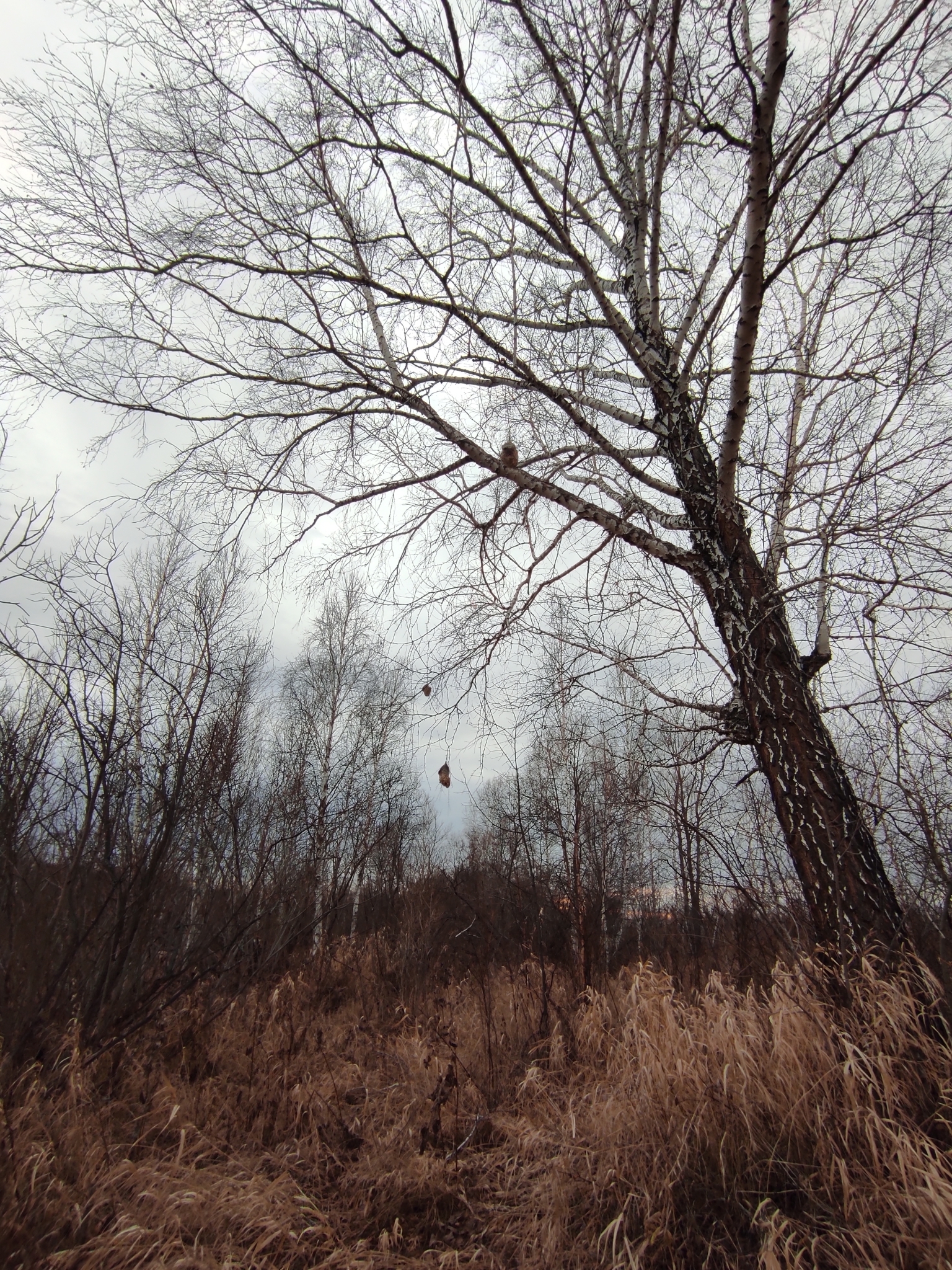 Eurasian Penduline Tit