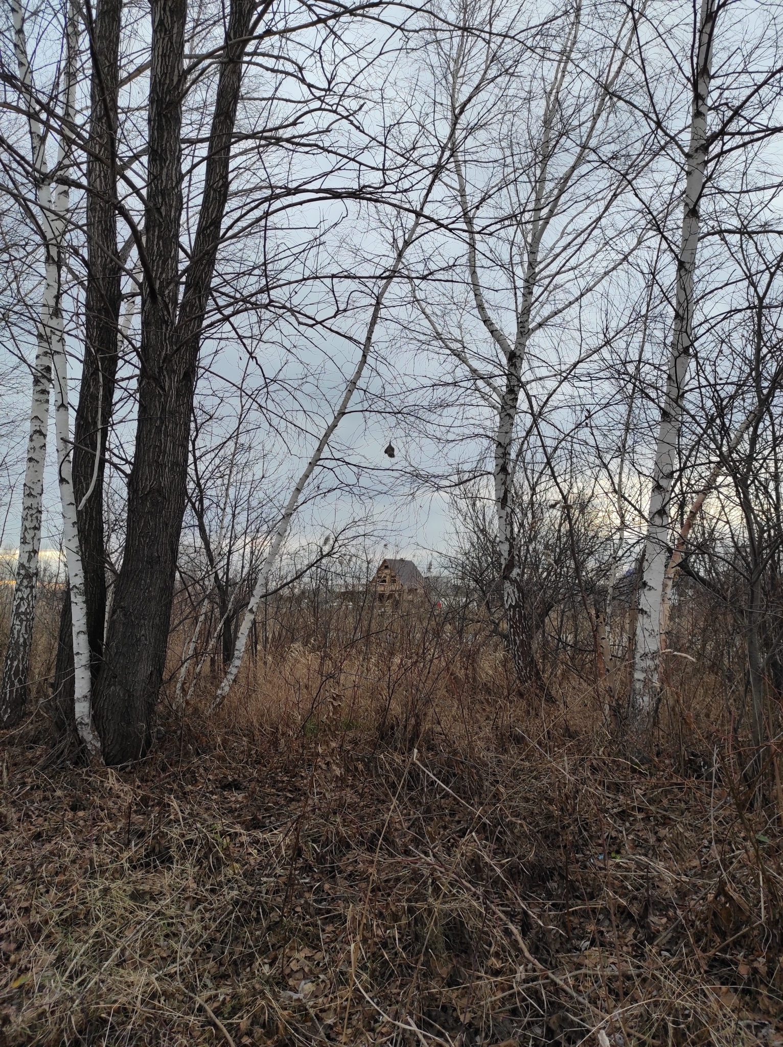 Eurasian Penduline Tit