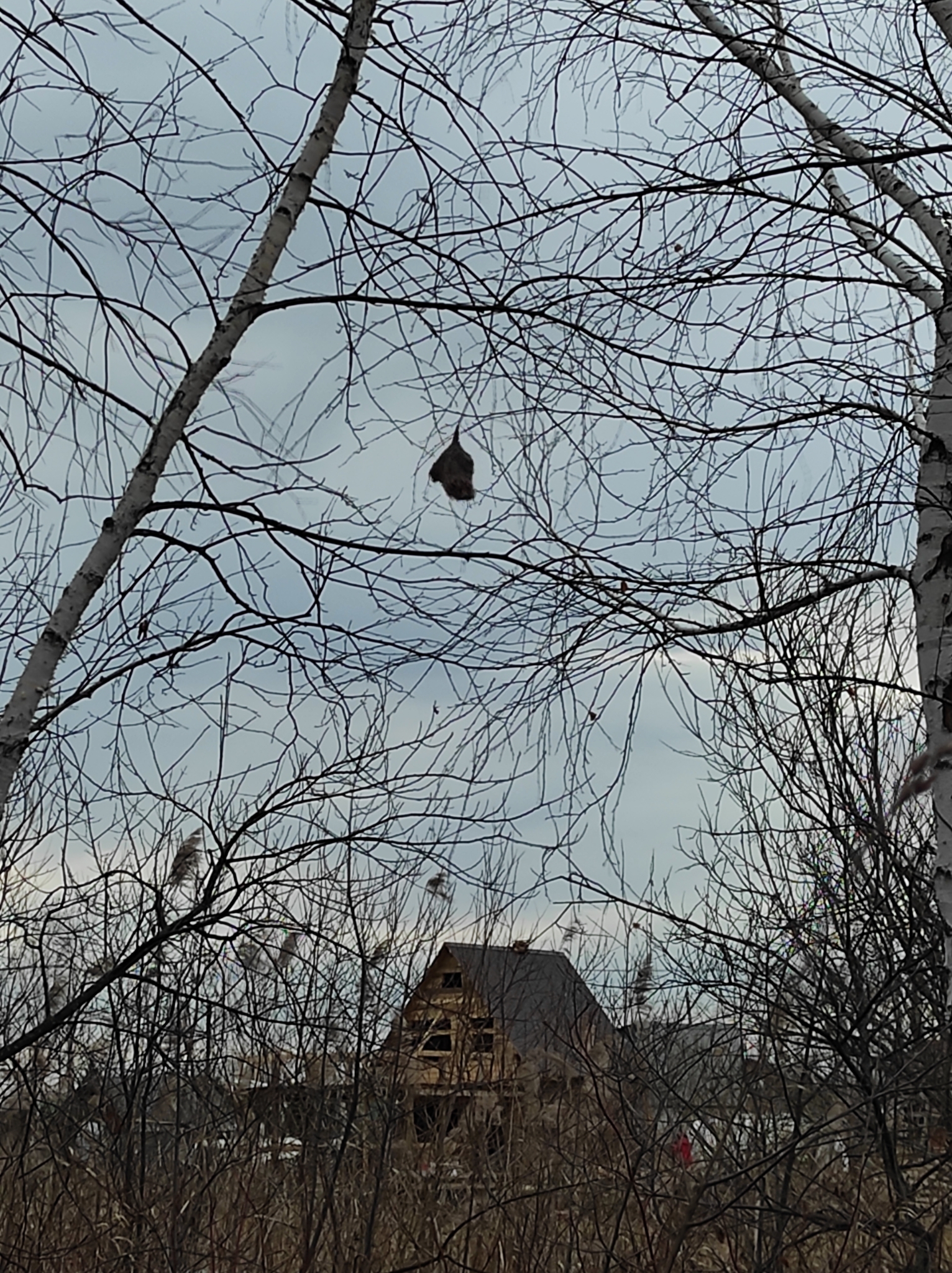 Eurasian Penduline Tit