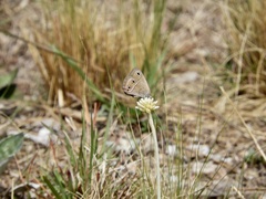 Stegosatyrus periphas