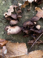 Hypholoma brunneum