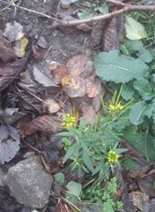 Erysimum cheiranthoides