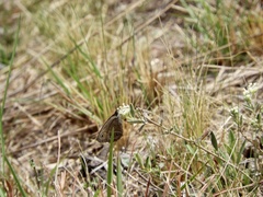 Stegosatyrus periphas