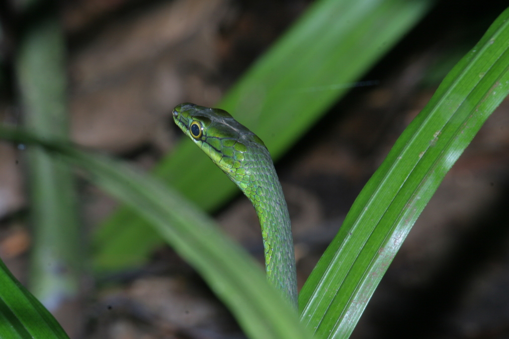 Sao Tome Wood Snake