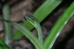Sao Tome Wood Snake photo 2