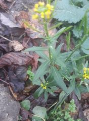 Erysimum cheiranthoides