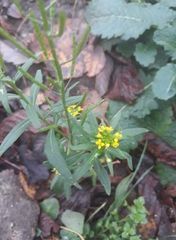 Erysimum cheiranthoides