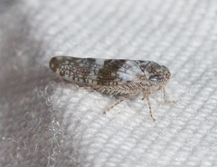 Lycioides condalianus