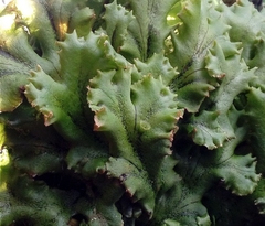 Marchantia polymorpha ruderalis