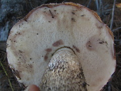 Leccinum