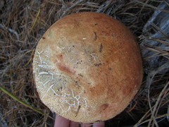 Leccinum