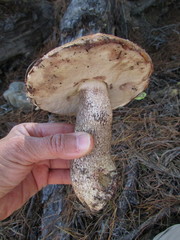 Leccinum