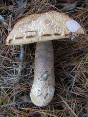 Leccinum