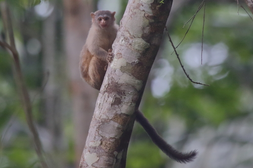 Rondon’s Marmoset