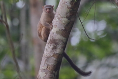 Rondon's Marmoset photo 5