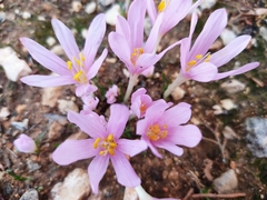 Colchicum stevenii
