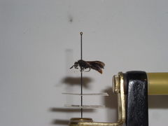 Sphaeropthalma marpesia