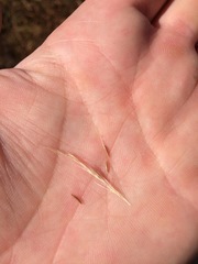 Nassella lepida