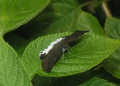 Tagiades litigiosa
