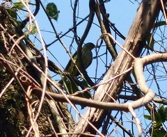 Oxyruncus cristatus