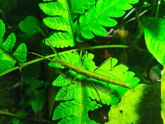 Parapachymorpha dentata