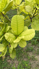 Anacardium