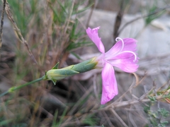 Dianthus subacaulis