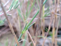 Dianthus subacaulis