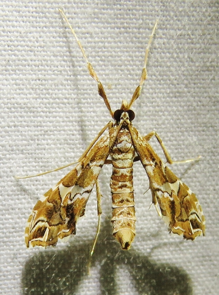 Lineodes vulnifica
