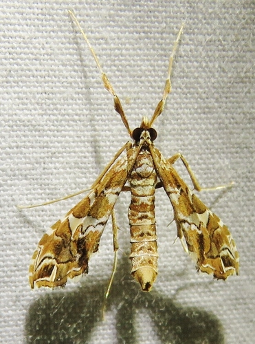 Lineodes vulnifica